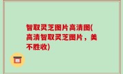 智取灵芝图片高清图(高清智取灵芝图片，美不胜收)