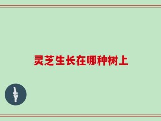 灵芝生长在哪种树上