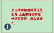 上山摘辣椒遇到灵芝怎么办(上山采辣椒时意外遇见灵芝，怎么处理？)