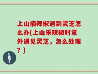上山摘辣椒遇到灵芝怎么办(上山采辣椒时意外遇见灵芝，怎么处理？)