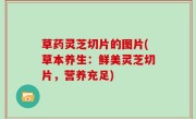 草药灵芝切片的图片(草本养生：鲜美灵芝切片，营养充足)