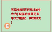 五指毛桃灵芝可以加牛大力(五指毛桃灵芝与牛大力搭配，神效放大)