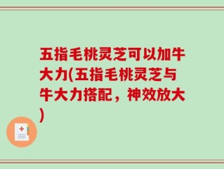 五指毛桃灵芝可以加牛大力(五指毛桃灵芝与牛大力搭配，神效放大)