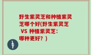 野生紫灵芝和种植紫灵芝哪个好(野生紫灵芝 VS 种植紫灵芝：哪种更好？)