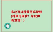 东北可以种灵芝吗视频(种灵芝现状：东北神奇发现！)