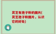 灵芝有孢子粉的图片(灵芝孢子粉图片，认识它的好处)