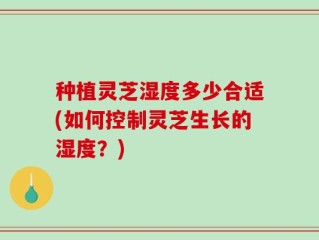 种植灵芝湿度多少合适(如何控制灵芝生长的湿度？)