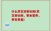 什么灵芝泡茶壮阳(灵芝茶壮阳，草本营养，养生常备)