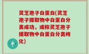 灵芝孢子白蛋白(灵芝孢子提取物中白蛋白分离成功，或称灵芝孢子提取物中白蛋白分离纯化)