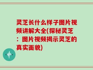 灵芝长什么样子图片视频讲解大全(探秘灵芝：图片视频揭示灵芝的真实面貌)