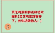 灵芝鸡蛋的特点和功效图片(灵芝鸡蛋双管齐下，养生功效惊人！)
