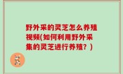 野外采的灵芝怎么养殖视频(如何利用野外采集的灵芝进行养殖？)