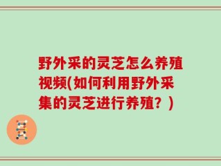 野外采的灵芝怎么养殖视频(如何利用野外采集的灵芝进行养殖？)