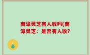南漳灵芝有人收吗(南漳灵芝：是否有人收？