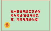松木野生马蹄灵芝的作用与用途(野生马蹄灵芝：功效与用途介绍)