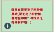 哪里有灵芝孢子粉种植基地(灵芝孢子粉种植基地在哪里？寻找灵芝孢子粉产地！)