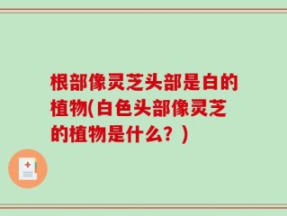 根部像灵芝头部是白的植物(白色头部像灵芝的植物是什么？)