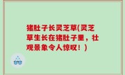 猪肚子长灵芝草(灵芝草生长在猪肚子里，壮观景象令人惊叹！)