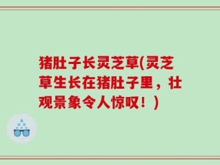 猪肚子长灵芝草(灵芝草生长在猪肚子里，壮观景象令人惊叹！)