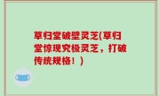 草归堂破壁灵芝(草归堂惊现究极灵芝，打破传统规格！)