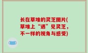长在草堆的灵芝图片(草堆上“遇”见灵芝，不一样的视角与感受)