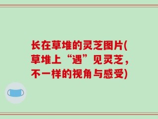 长在草堆的灵芝图片(草堆上“遇”见灵芝，不一样的视角与感受)
