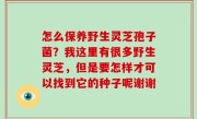 怎么保养野生灵芝孢子菌？我这里有很多野生灵芝，但是要怎样才可以找到它的种子呢谢谢