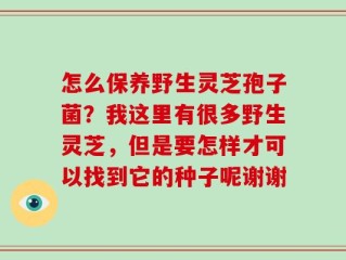 怎么保养野生灵芝孢子菌？我这里有很多野生灵芝，但是要怎样才可以找到它的种子呢谢谢