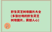 野生灵芝树墩图片大全(多张壮观的野生灵芝树墩图片，震撼人心)