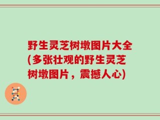 野生灵芝树墩图片大全(多张壮观的野生灵芝树墩图片，震撼人心)