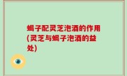 蝎子配灵芝泡酒的作用(灵芝与蝎子泡酒的益处)