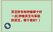 灵芝野生和种植哪个好一点(种植灵芝与采摘的灵芝，哪个更好？)