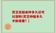 灵芝买回来种多久还可以涨粉(灵芝种植多久才能增重？)