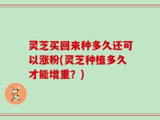 灵芝买回来种多久还可以涨粉(灵芝种植多久才能增重？)