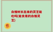 白椿树长出来的灵芝能吃吗(能食用的白椿灵芝)