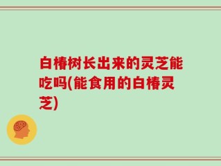 白椿树长出来的灵芝能吃吗(能食用的白椿灵芝)