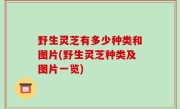 野生灵芝有多少种类和图片(野生灵芝种类及图片一览)