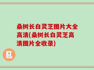 桑树长白灵芝图片大全高清(桑树长白灵芝高清图片全收录)