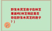 野生木灵芝孢子在林芝里面吗(林芝地区是否存在野生木灵芝的孢子？)