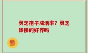 灵芝孢子成活率？灵芝嫁接的好养吗