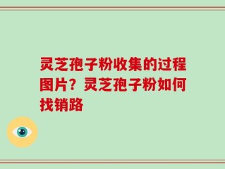 灵芝孢子粉收集的过程图片？灵芝孢子粉如何找销路
