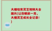 大棚培育灵芝视频大全图片(让你眼前一亮，大棚灵芝成长全记录！)