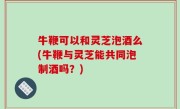 牛鞭可以和灵芝泡酒么(牛鞭与灵芝能共同泡制酒吗？)