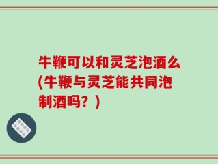 牛鞭可以和灵芝泡酒么(牛鞭与灵芝能共同泡制酒吗？)