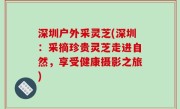 深圳户外采灵芝(深圳：采摘珍贵灵芝走进自然，享受健康摄影之旅)