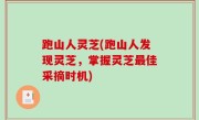 跑山人灵芝(跑山人发现灵芝，掌握灵芝最佳采摘时机)