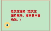 麦灵芝图片 (麦灵芝图片展示，探索其丰富功效。)