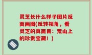 灵芝长什么样子图片反面画图(反转视角，看灵芝的真面目：荒山上的珍贵宝藏！)