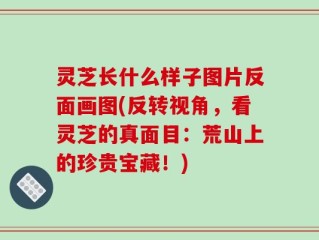 灵芝长什么样子图片反面画图(反转视角，看灵芝的真面目：荒山上的珍贵宝藏！)