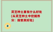 灵芝种土里有什么好处(从灵芝种土中挖掘养分：探索其好处)